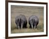 White Rhinos in African Plain, Kenya-Charles Sleicher-Framed Photographic Print