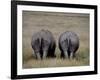 White Rhinos in African Plain, Kenya-Charles Sleicher-Framed Photographic Print