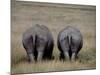 White Rhinos in African Plain, Kenya-Charles Sleicher-Mounted Photographic Print