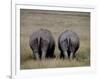 White Rhinos in African Plain, Kenya-Charles Sleicher-Framed Photographic Print