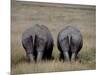 White Rhinos in African Plain, Kenya-Charles Sleicher-Mounted Photographic Print