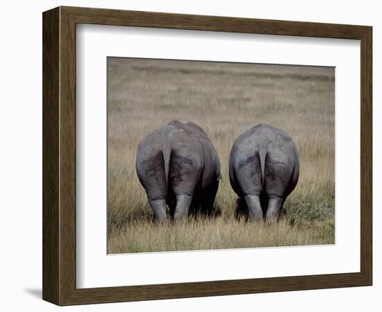 White Rhinos in African Plain, Kenya-Charles Sleicher-Framed Photographic Print