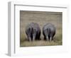 White Rhinos in African Plain, Kenya-Charles Sleicher-Framed Photographic Print