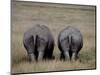 White Rhinos in African Plain, Kenya-Charles Sleicher-Mounted Photographic Print