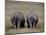 White Rhinos in African Plain, Kenya-Charles Sleicher-Mounted Photographic Print