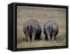 White Rhinos in African Plain, Kenya-Charles Sleicher-Framed Stretched Canvas
