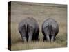 White Rhinos in African Plain, Kenya-Charles Sleicher-Stretched Canvas