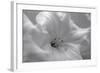 White Rhodies I-Rita Crane-Framed Art Print