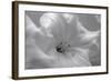 White Rhodies I-Rita Crane-Framed Art Print