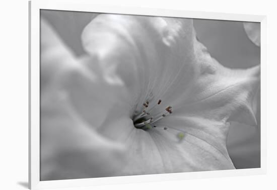 White Rhodies I-Rita Crane-Framed Art Print