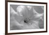 White Rhodies I-Rita Crane-Framed Premium Giclee Print