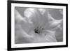 White Rhodies I-Rita Crane-Framed Premium Giclee Print