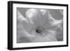 White Rhodies I-Rita Crane-Framed Art Print