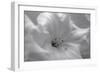 White Rhodies I-Rita Crane-Framed Art Print