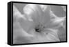 White Rhodies I-Rita Crane-Framed Stretched Canvas