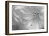 White Rhodies II-Rita Crane-Framed Photographic Print