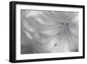 White Rhodies II-Rita Crane-Framed Photographic Print