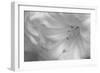 White Rhodies II-Rita Crane-Framed Photographic Print