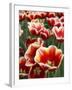 White Rimmed Red Tulips-Anna Miller-Framed Photographic Print