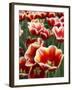 White Rimmed Red Tulips-Anna Miller-Framed Photographic Print
