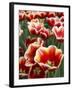 White Rimmed Red Tulips-Anna Miller-Framed Photographic Print