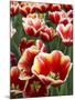 White Rimmed Red Tulips-Anna Miller-Mounted Photographic Print