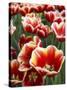 White Rimmed Red Tulips-Anna Miller-Stretched Canvas