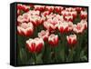 White Rimmed Red Tulips-Anna Miller-Framed Stretched Canvas