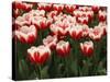 White Rimmed Red Tulips-Anna Miller-Stretched Canvas