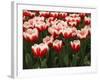 White Rimmed Red Tulips-Anna Miller-Framed Photographic Print