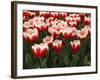 White Rimmed Red Tulips-Anna Miller-Framed Photographic Print