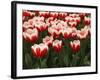 White Rimmed Red Tulips-Anna Miller-Framed Photographic Print