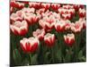 White Rimmed Red Tulips-Anna Miller-Mounted Photographic Print