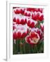 White rimmed red tulips-Anna Miller-Framed Photographic Print