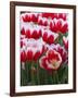 White rimmed red tulips-Anna Miller-Framed Photographic Print