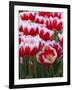 White rimmed red tulips-Anna Miller-Framed Photographic Print