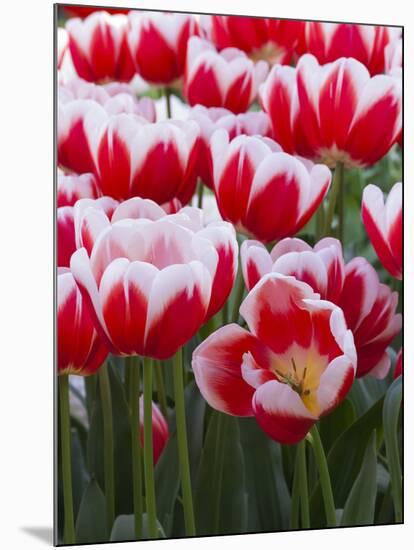 White rimmed red tulips-Anna Miller-Mounted Photographic Print