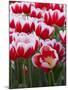 White rimmed red tulips-Anna Miller-Mounted Photographic Print