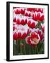 White rimmed red tulips-Anna Miller-Framed Photographic Print