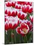 White rimmed red tulips-Anna Miller-Mounted Photographic Print