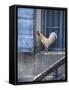 White Rooster on Window Ledge-Joerg Lehmann-Framed Stretched Canvas