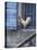 White Rooster on Window Ledge-Joerg Lehmann-Stretched Canvas