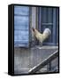 White Rooster on Window Ledge-Joerg Lehmann-Framed Stretched Canvas