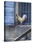 White Rooster on Window Ledge-Joerg Lehmann-Stretched Canvas