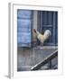 White Rooster on Window Ledge-Joerg Lehmann-Framed Photographic Print