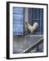 White Rooster on Window Ledge-Joerg Lehmann-Framed Photographic Print