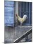 White Rooster on Window Ledge-Joerg Lehmann-Mounted Photographic Print
