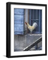 White Rooster on Window Ledge-Joerg Lehmann-Framed Photographic Print