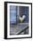 White Rooster on Window Ledge-Joerg Lehmann-Framed Photographic Print