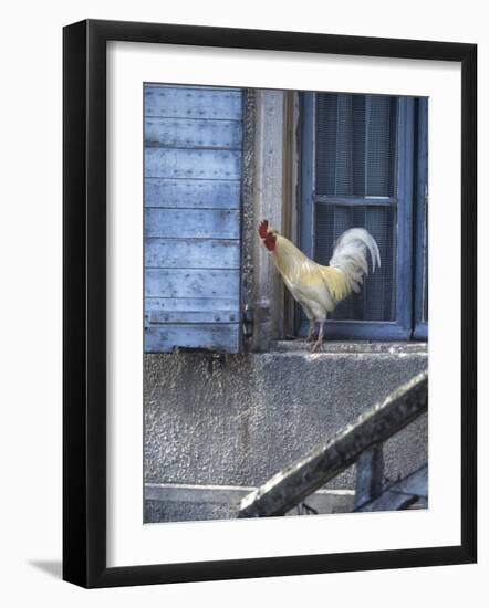 White Rooster on Window Ledge-Joerg Lehmann-Framed Photographic Print